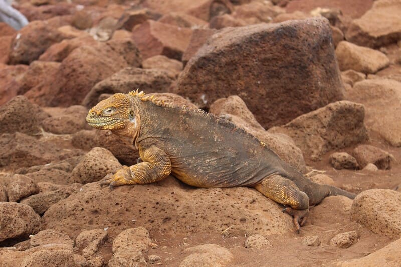Land iguana North Seymour
