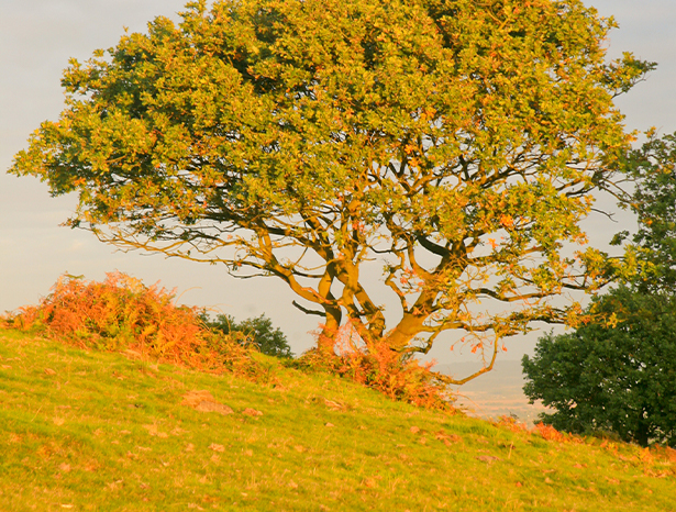 Loughborough country park