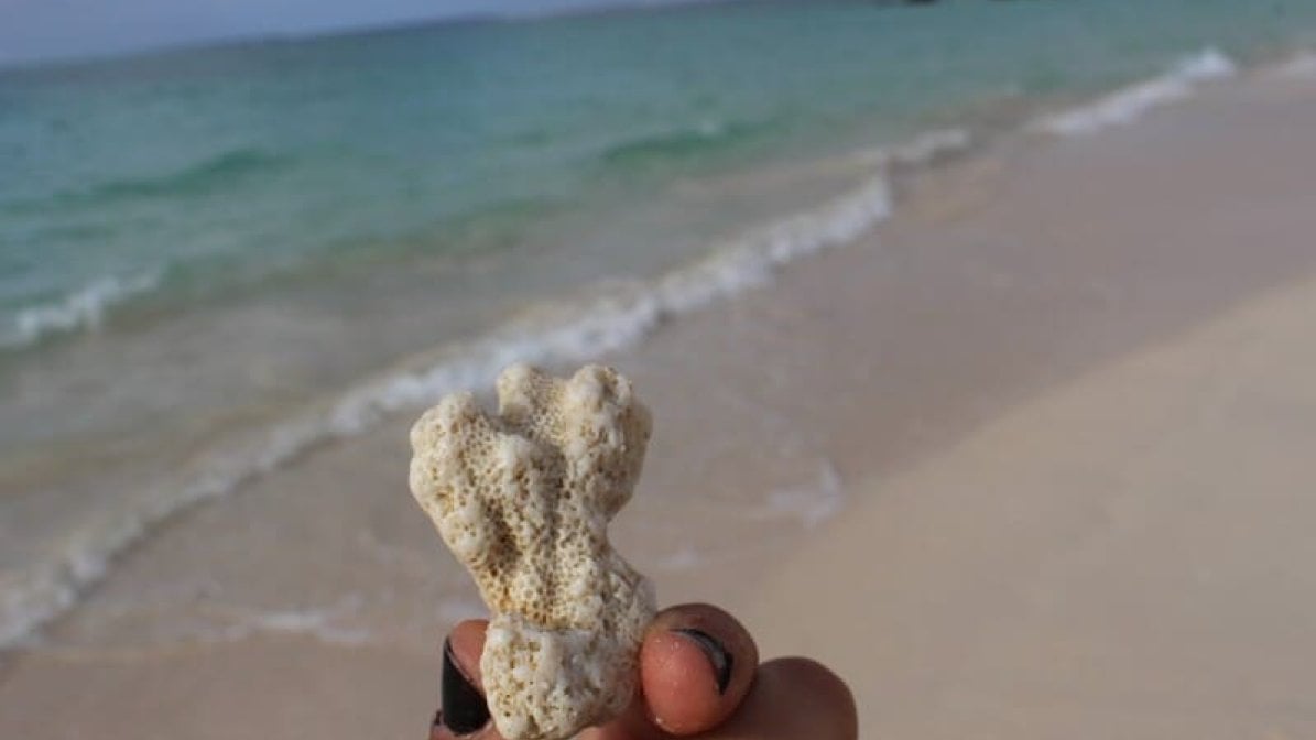 Coral at Las Bachas