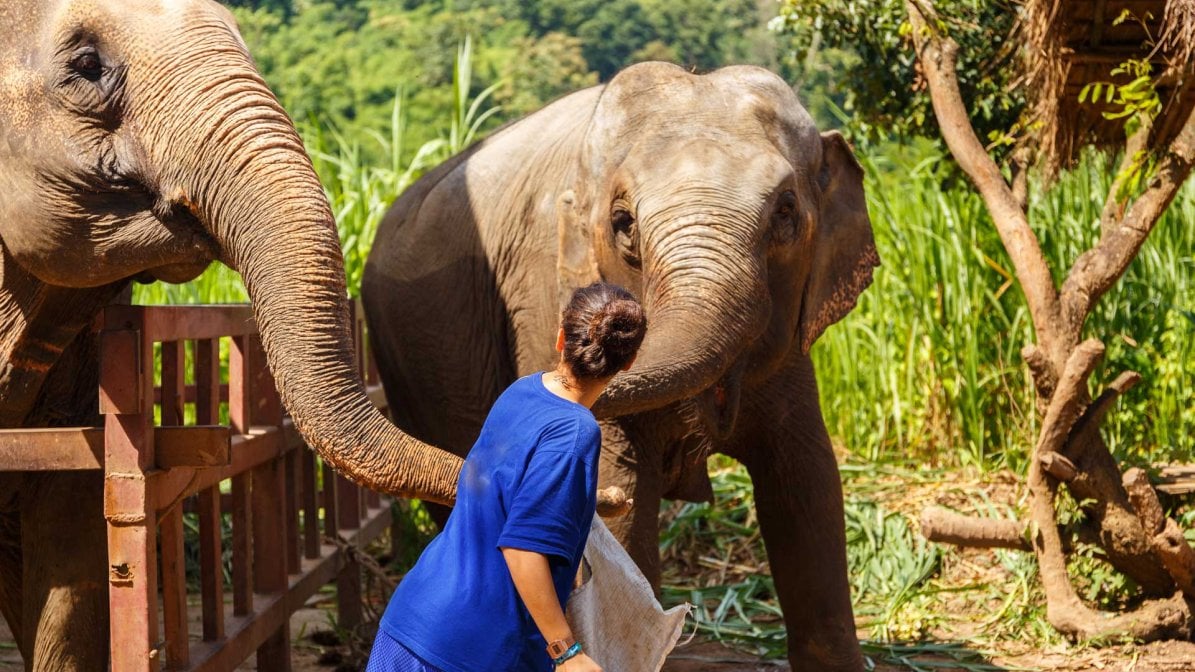 Elephants feeding