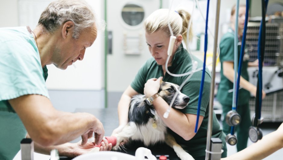 Vet and apprentice with dog