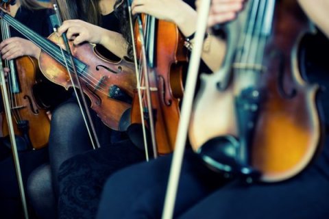 Close-up of string instruments