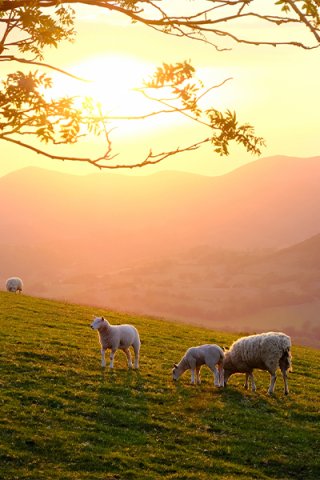 Sheep on a hill, Clwyd